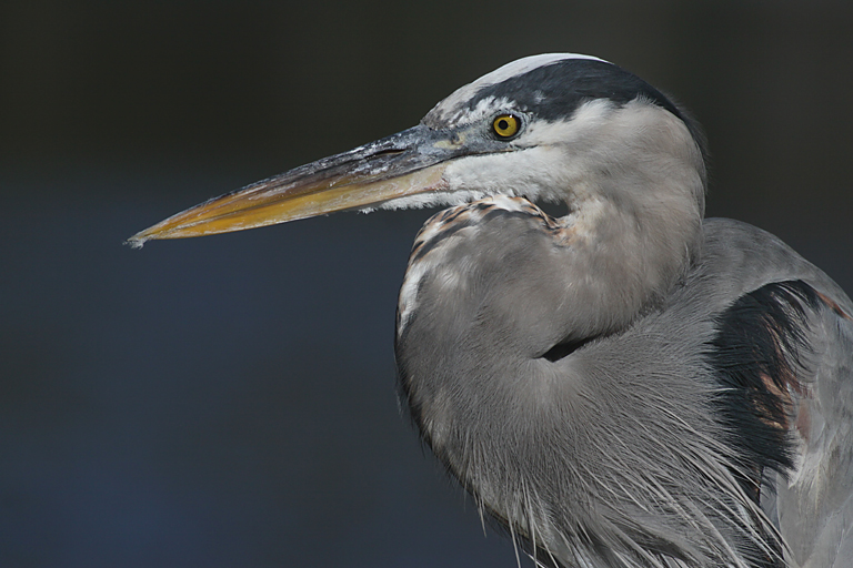 Great Blue Heron Portrait by the Lake   P O'Malley